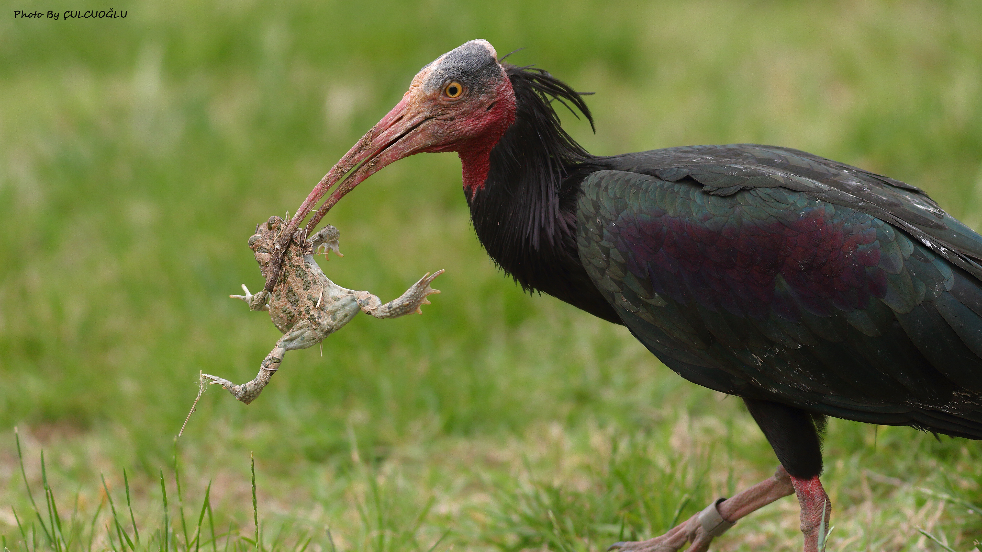 Northern Bald Ibis